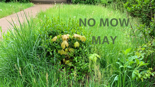 Embrace Nature: No Mow May and International Compost Awareness Week