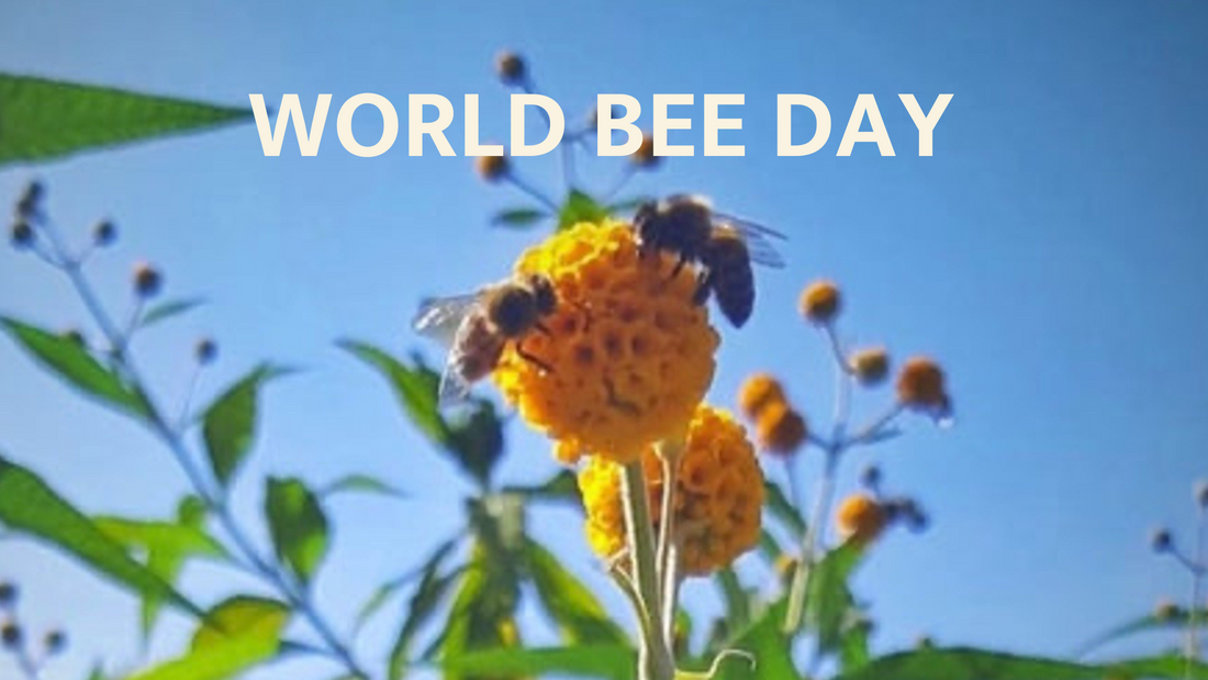 Embracing Nature's Heroes: Endangered Species Day, World Bee Day, and World Turtle Day
