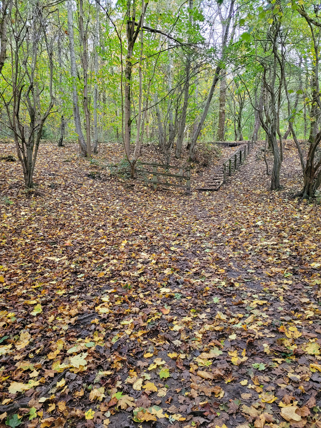 Autumn Walks