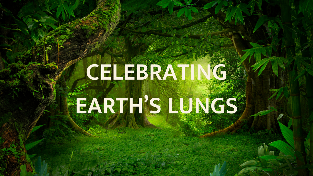 Embracing the Wonders of Rainforests: Celebrating Earth's Lungs