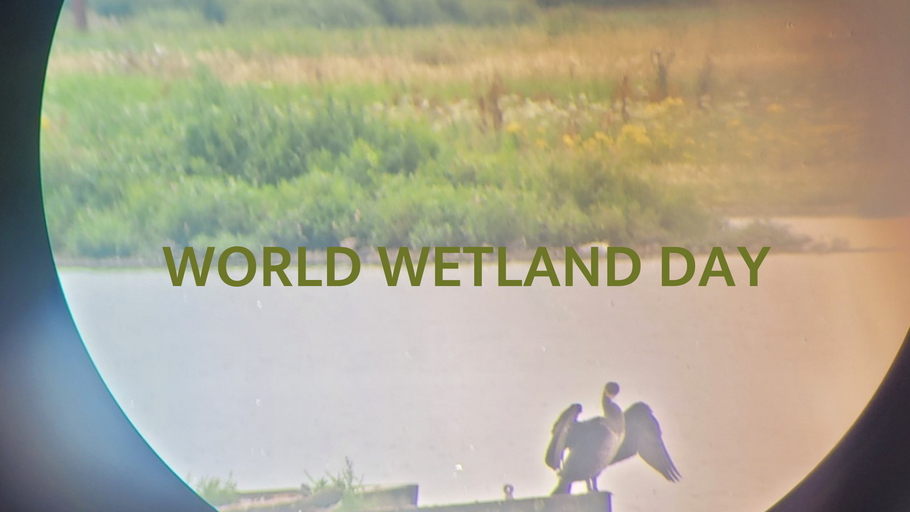 Let's Celebrate World Wetland Day: Nature's Awesome Hangouts!