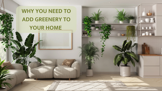 Why You Need to Add Greenery to Your Home